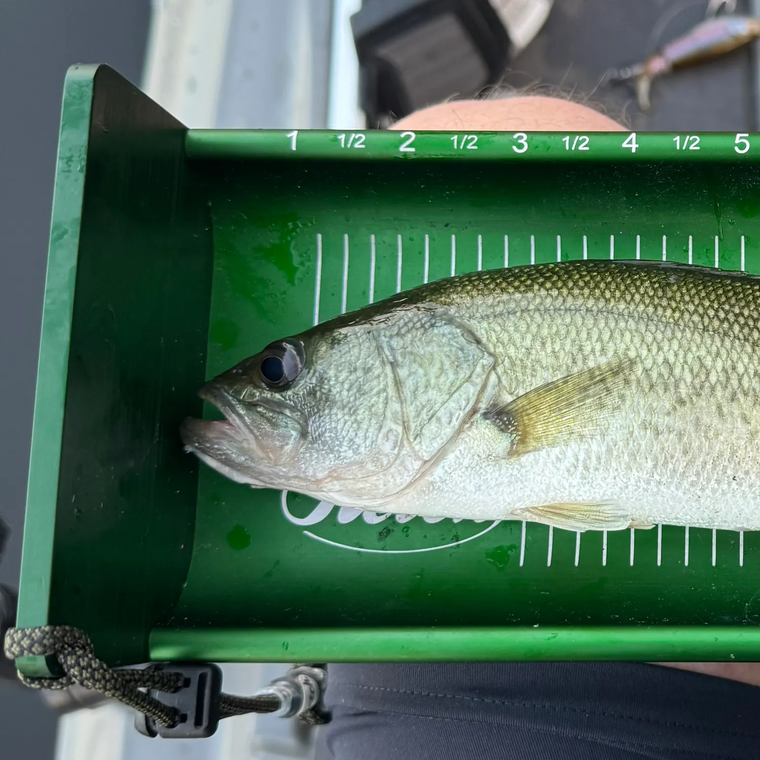 Spotted bass caught on Fishbrain