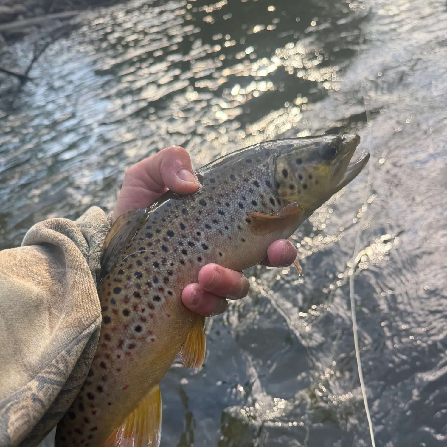 recently logged catches