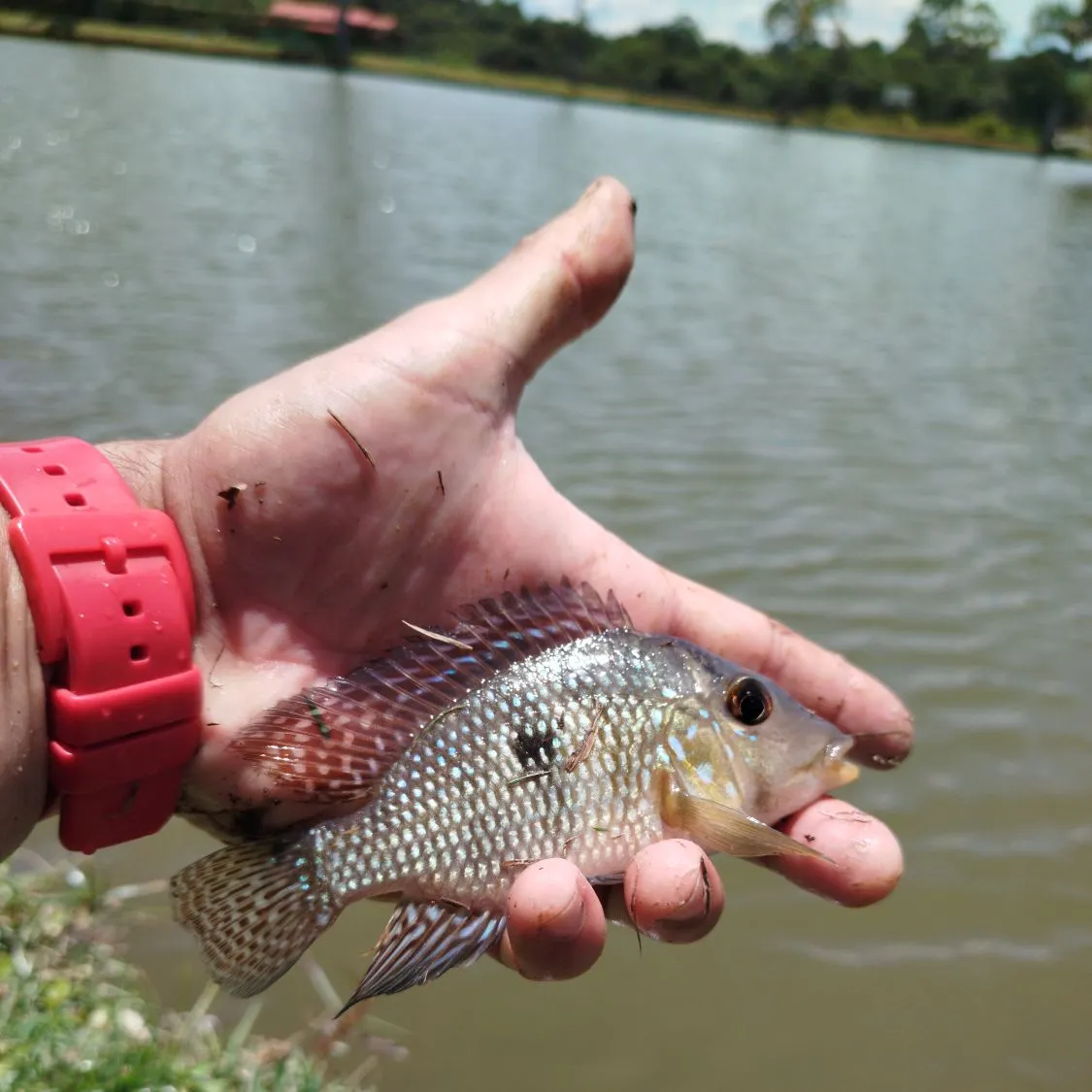 The most recent Pearl cichlid catches on Fishbrain