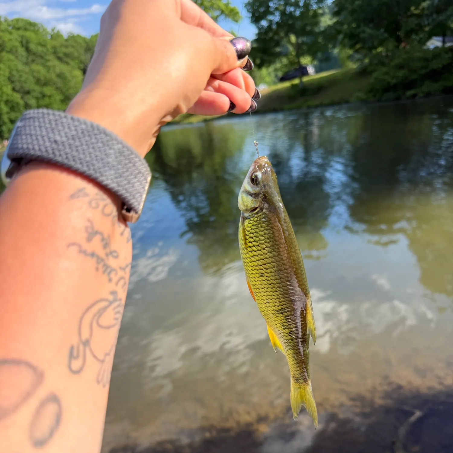 recently logged catches