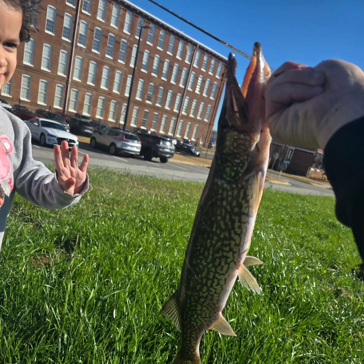The most recent Chain pickerel catches on Fishbrain
