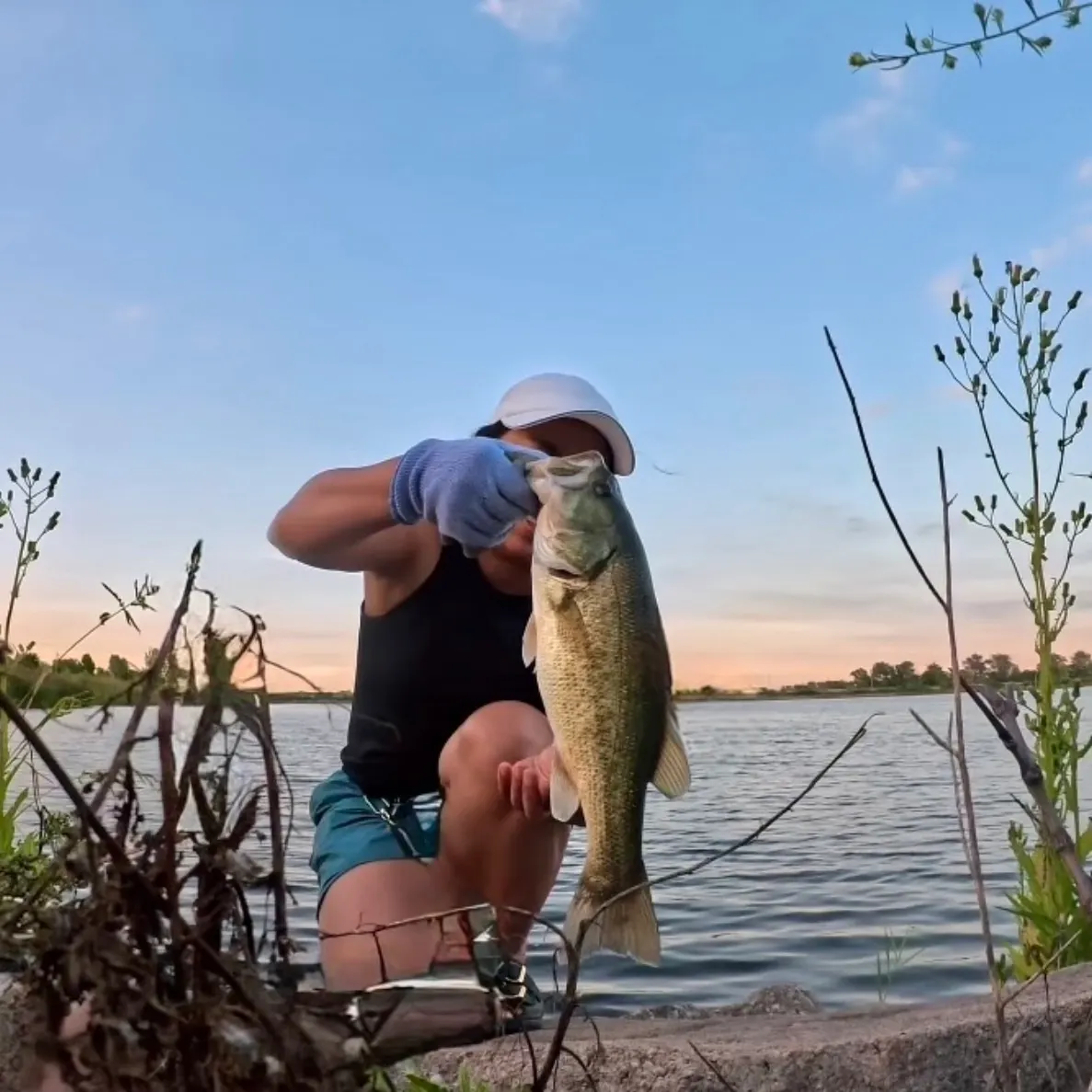 Largemouth bass caught on Fishbrain