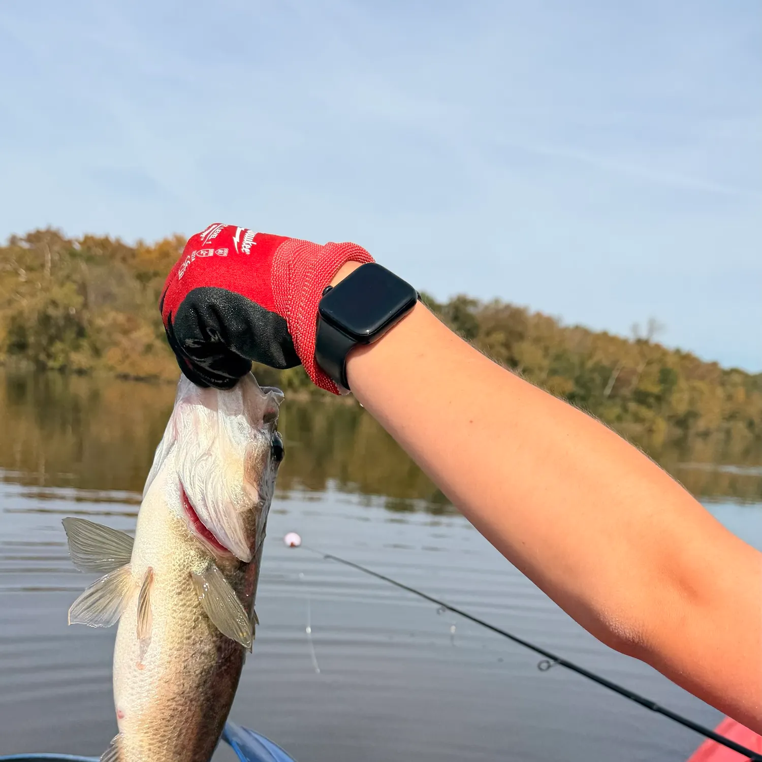 Walleye caught on Fishbrain