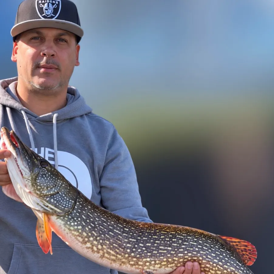 Northern pike caught on Fishbrain
