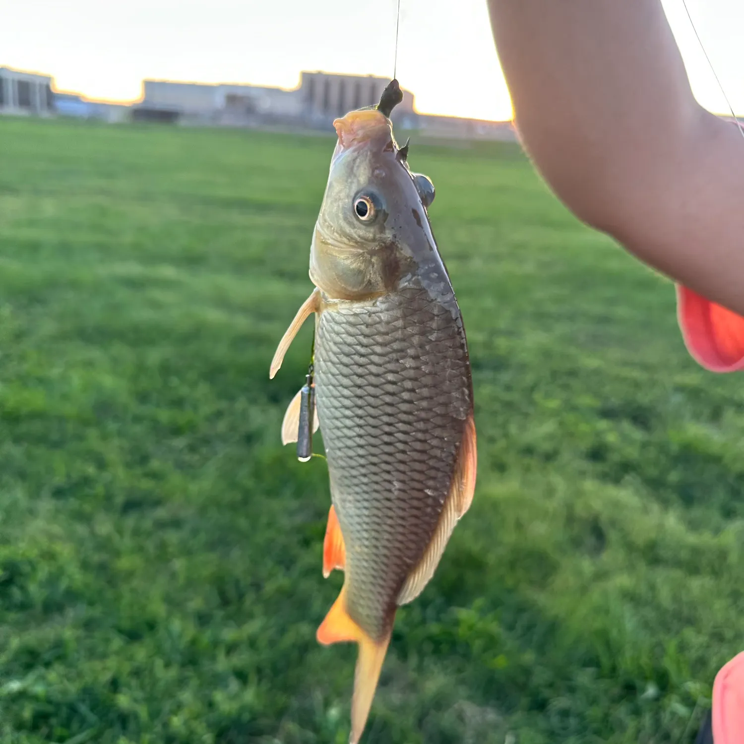 Common carp caught on Fishbrain