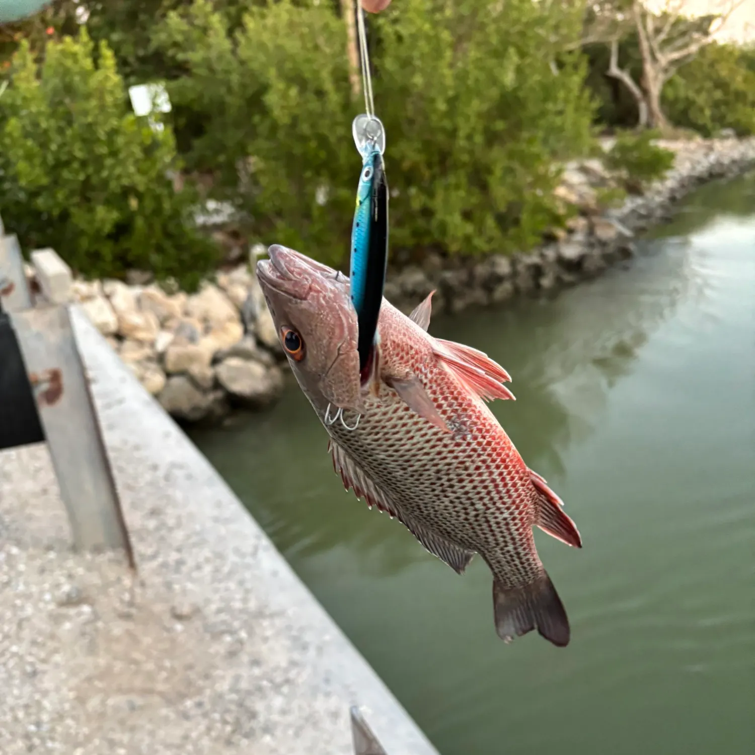 The most recent Mangrove snapper catches on Fishbrain