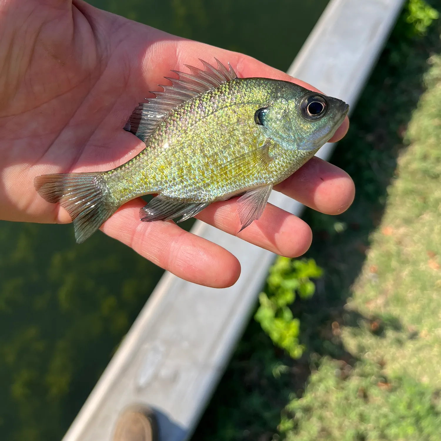 Bluegill caught on Fishbrain