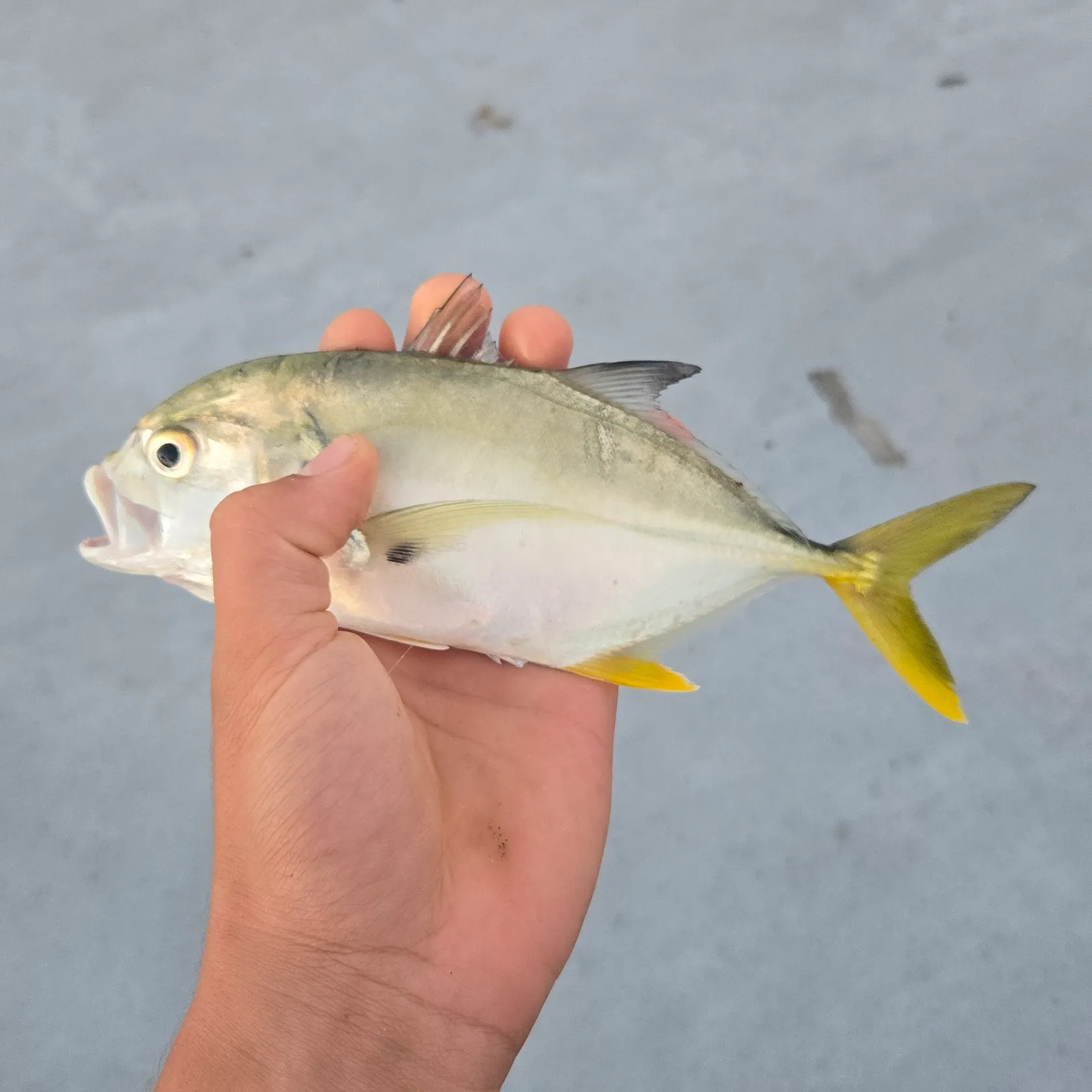 The most recent Pacific crevalle jack catches on Fishbrain