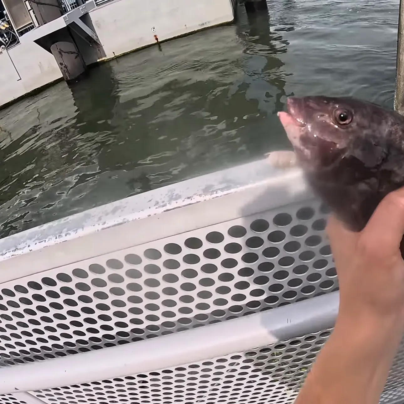 Tautog caught on Fishbrain