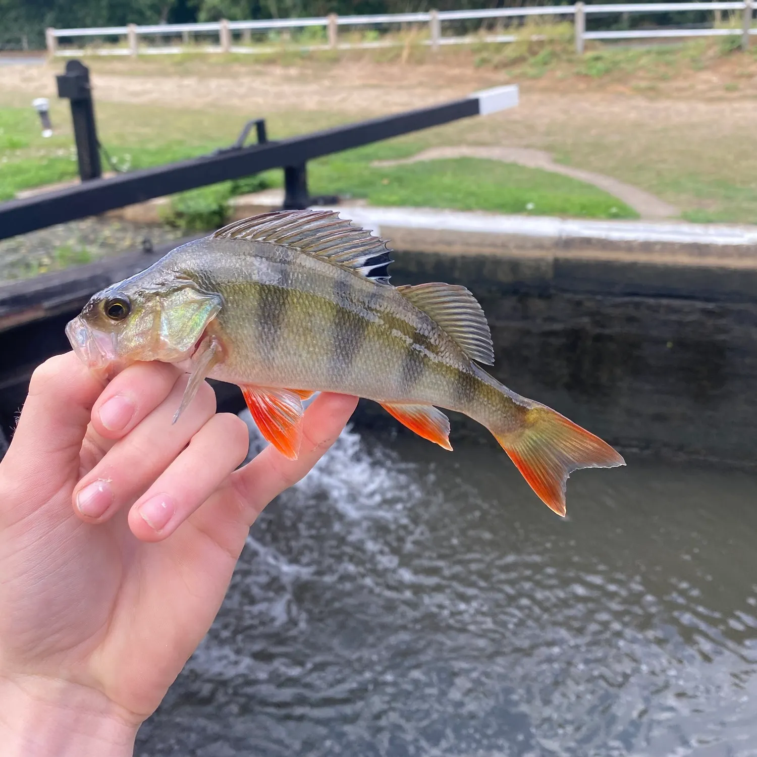European perch caught on Fishbrain