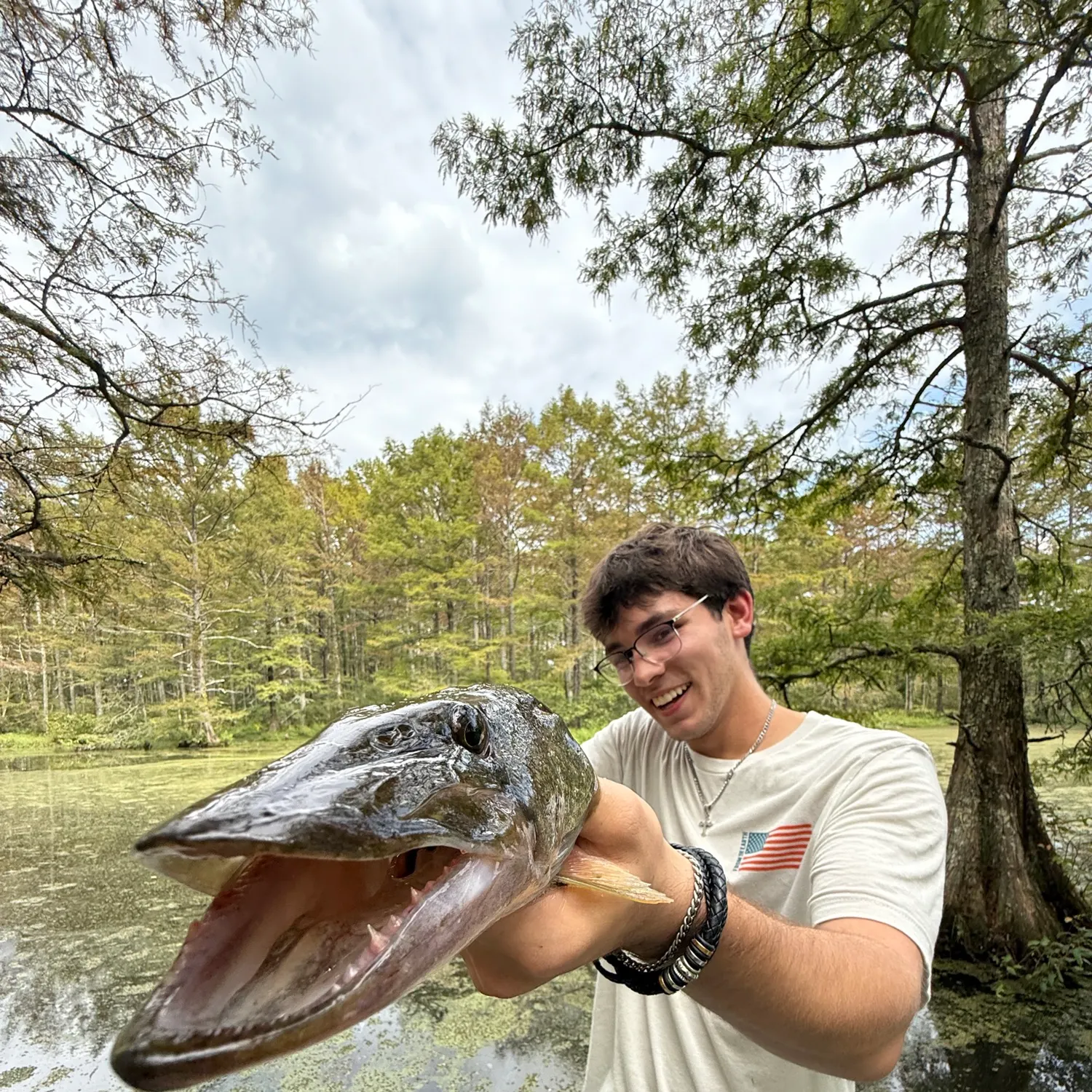 Chain pickerel caught on Fishbrain