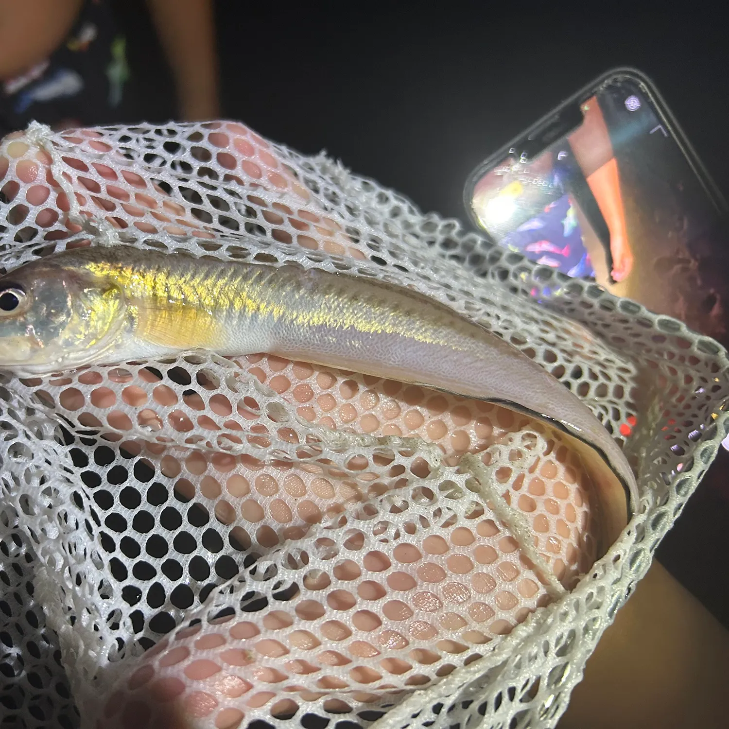 The most recent Pink cusk-eel catches on Fishbrain