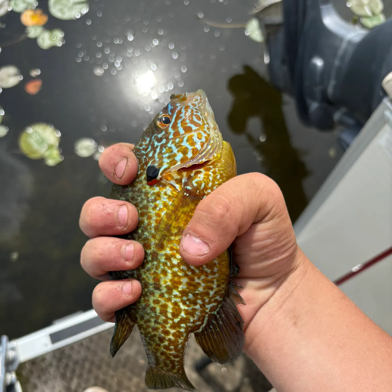 Pumpkinseed caught on Fishbrain