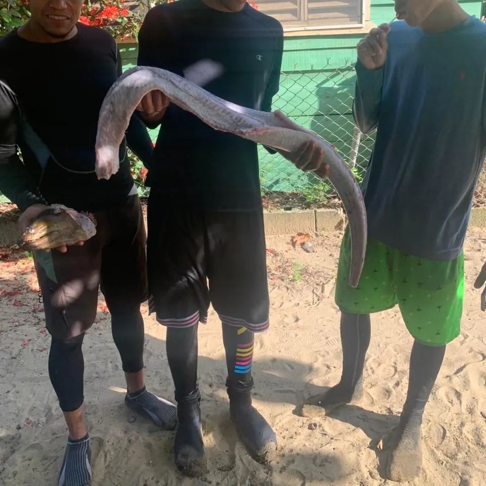 The most recent Slender giant moray catches on Fishbrain