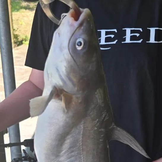 Blue catfish caught on Fishbrain