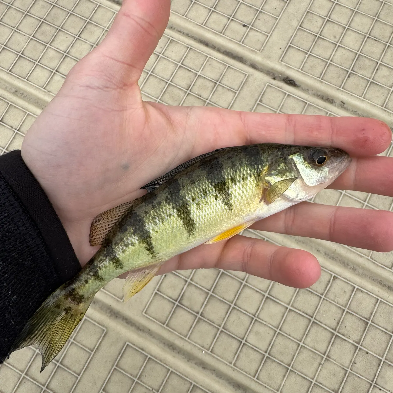 Yellow perch caught on Fishbrain
