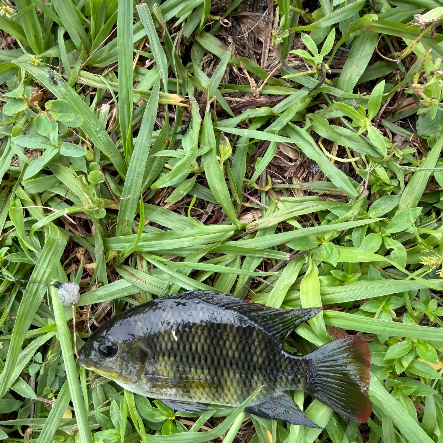 Spotted tilapia caught on Fishbrain