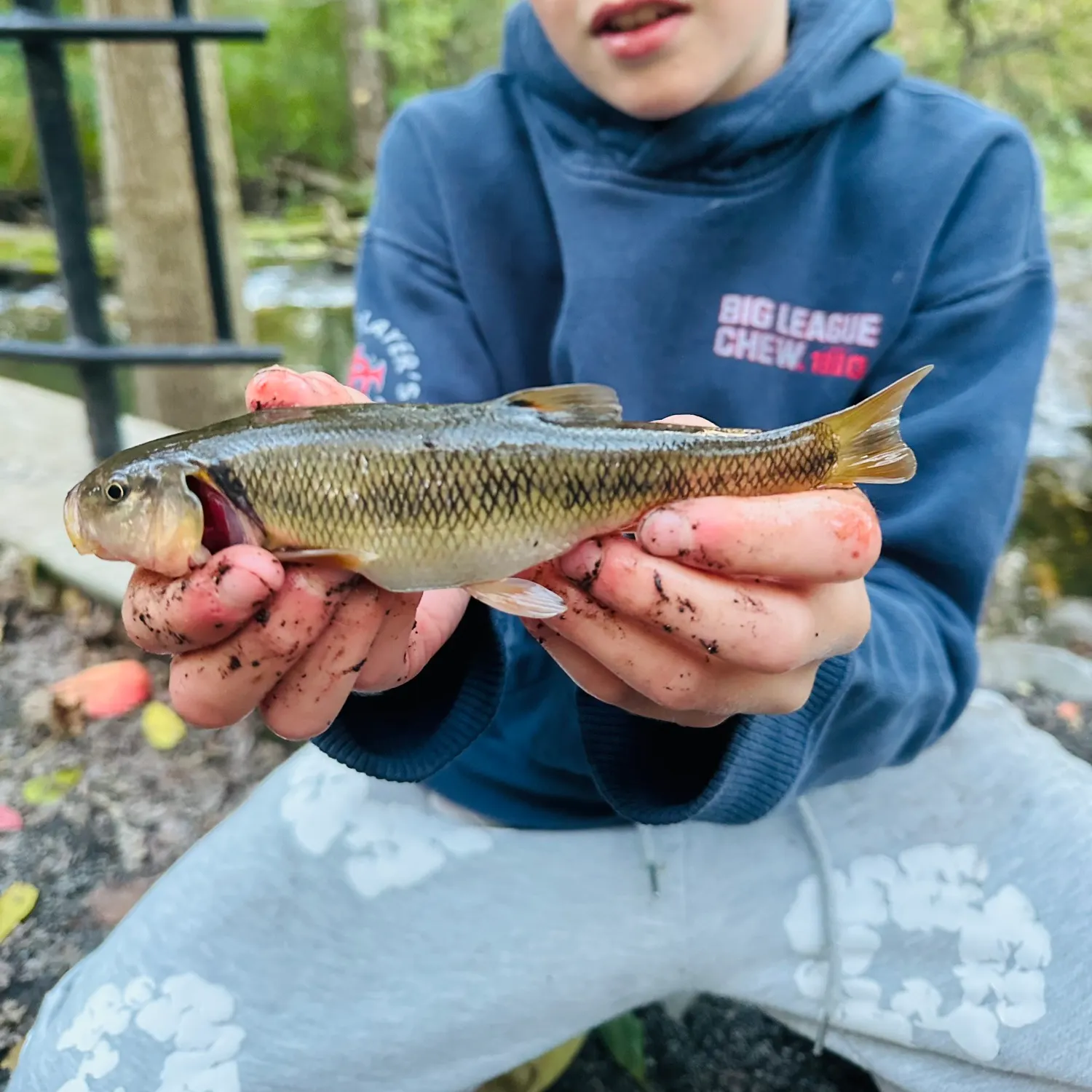 Creek chub caught on Fishbrain