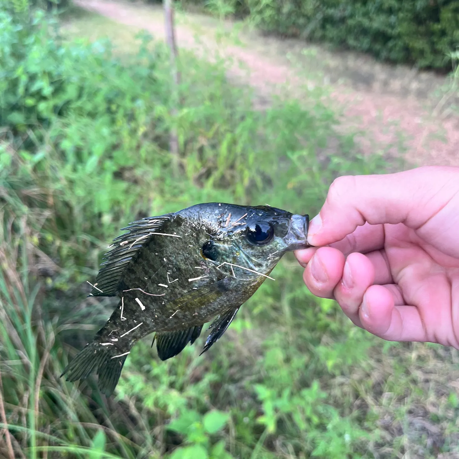 Bluegill caught on Fishbrain