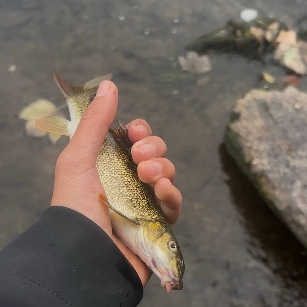 Common barbel caught on Fishbrain