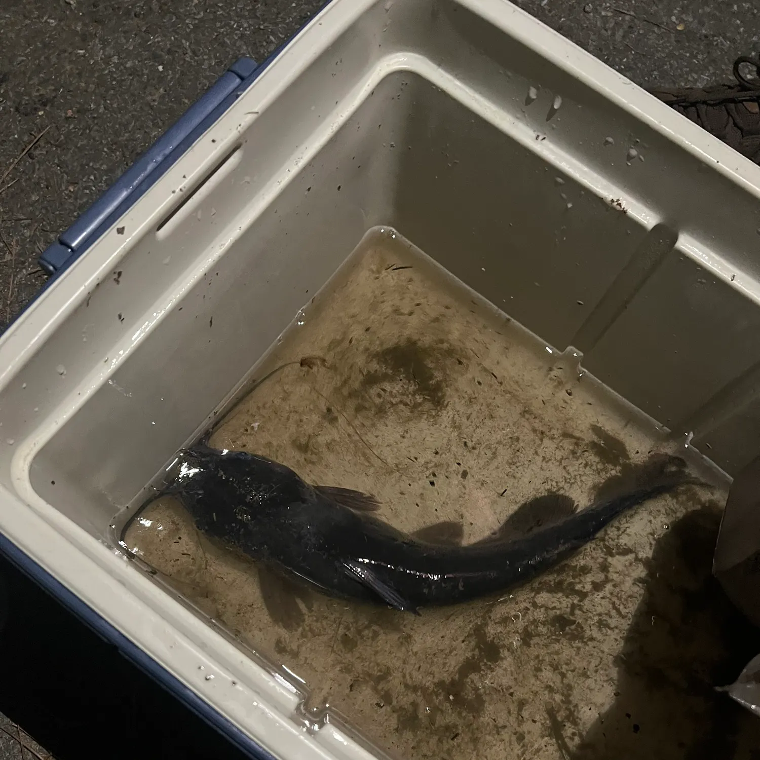 Flathead catfish caught on Fishbrain