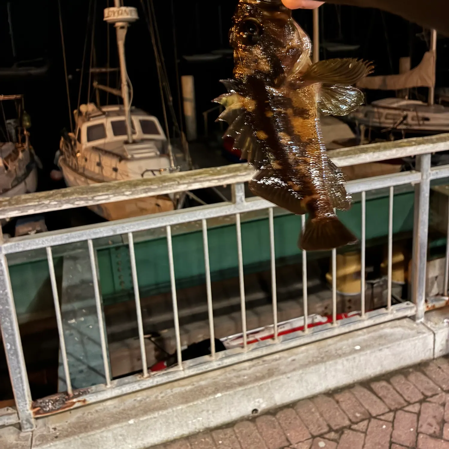 The most recent Copper rockfish catches on Fishbrain