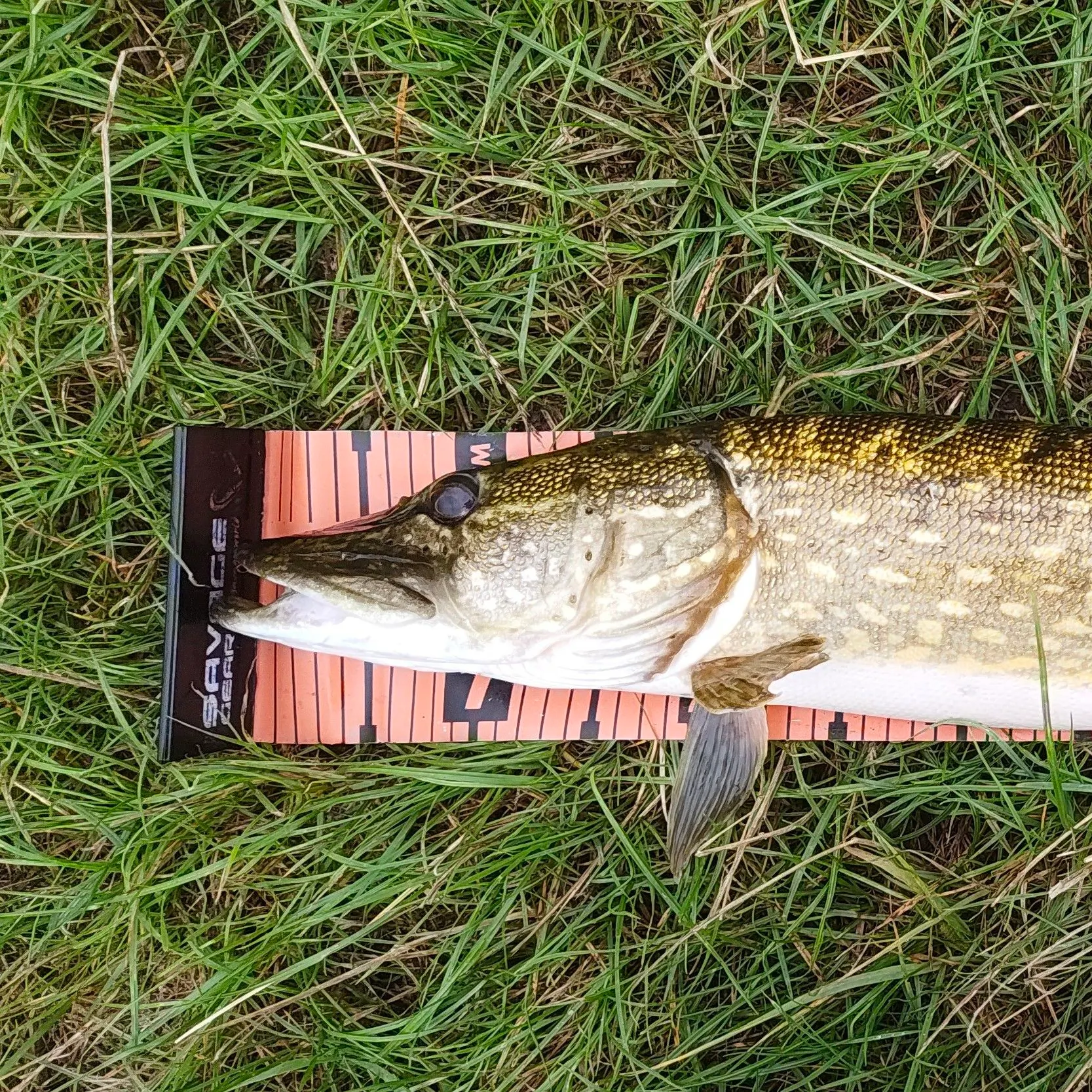 Northern pike caught on Fishbrain
