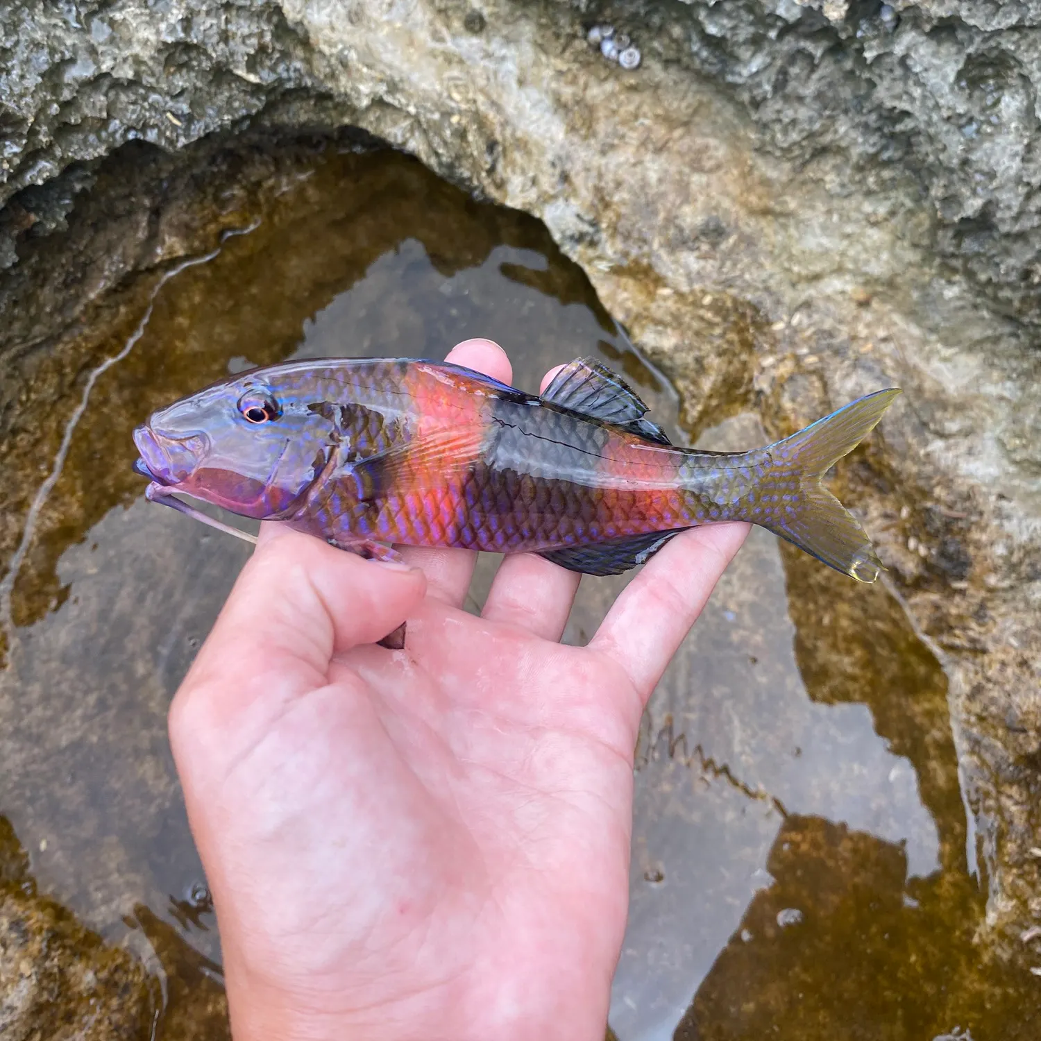 The most recent Pastel ringwrasse catches on Fishbrain