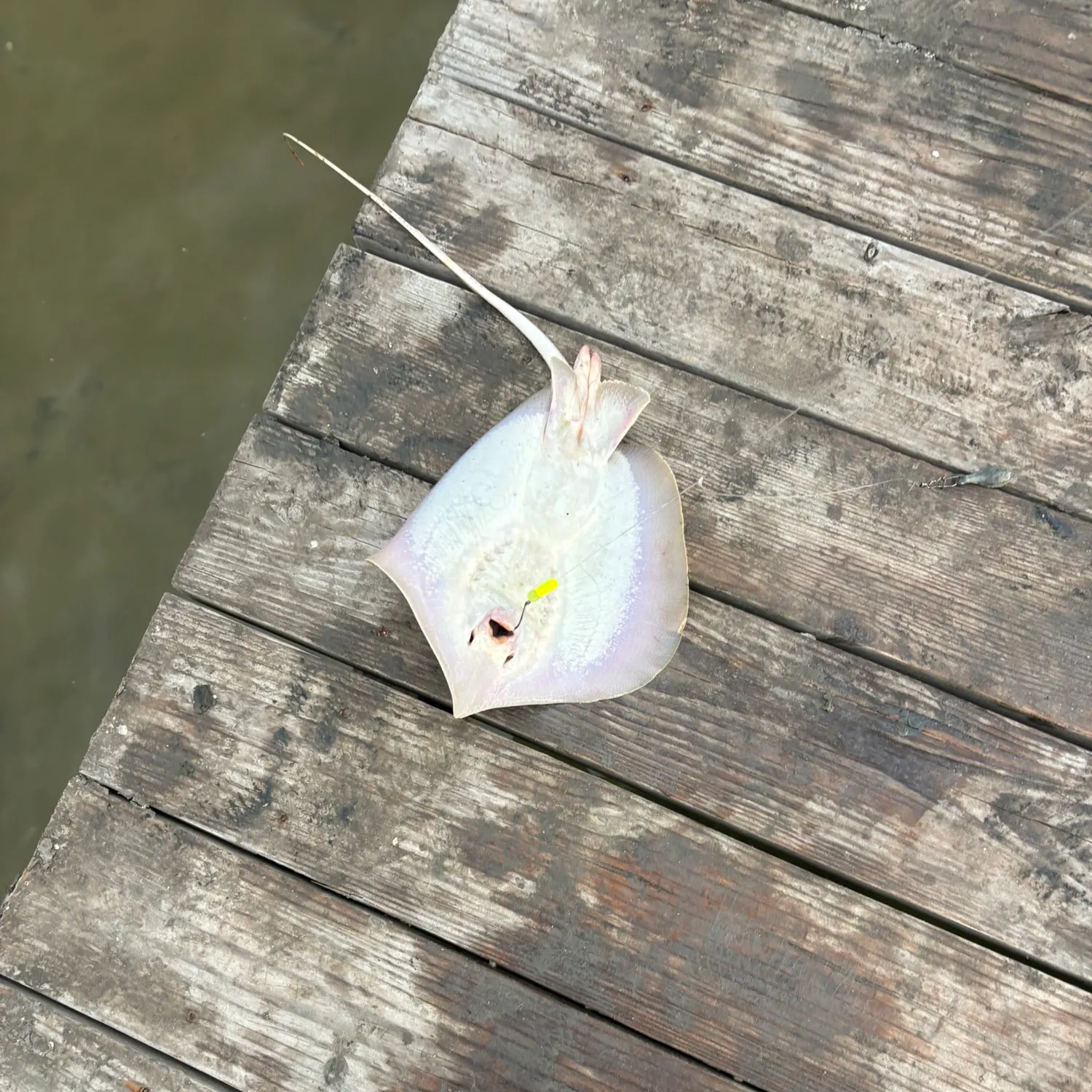 The most recent Atlantic stingray catches on Fishbrain