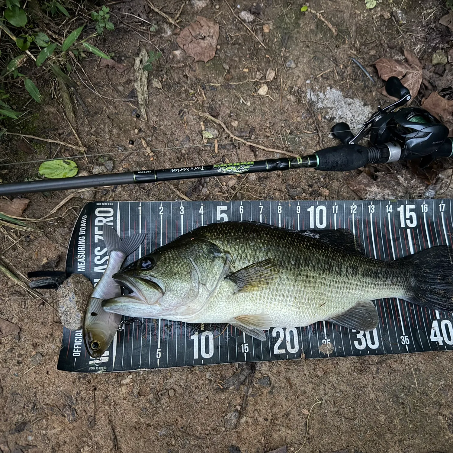 Largemouth bass caught on Fishbrain