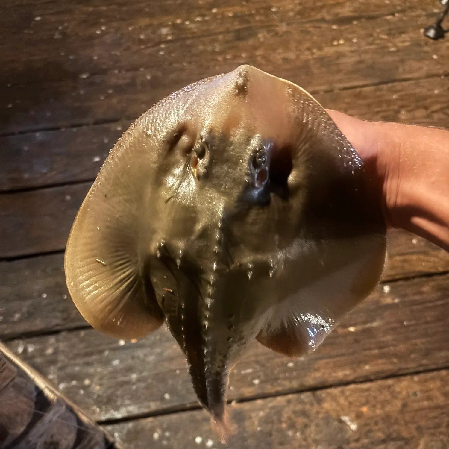 Thornback guitarfish caught on Fishbrain