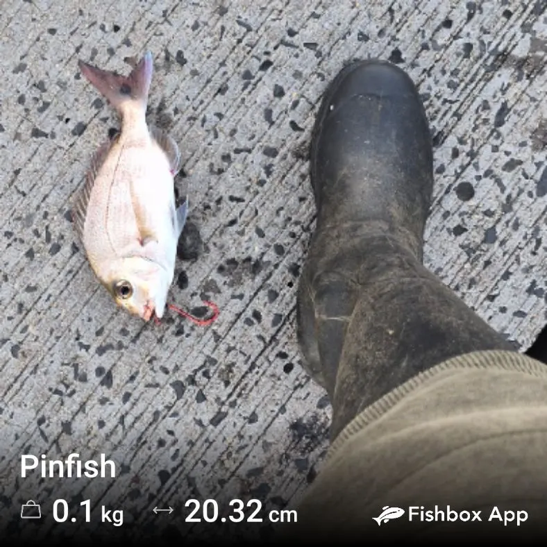 Fish caught on Fishbrain