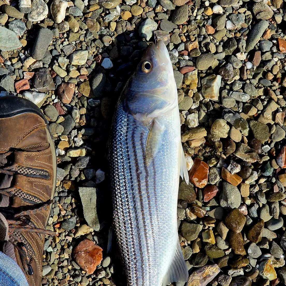 The most recent Striped bass catches on Fishbrain
