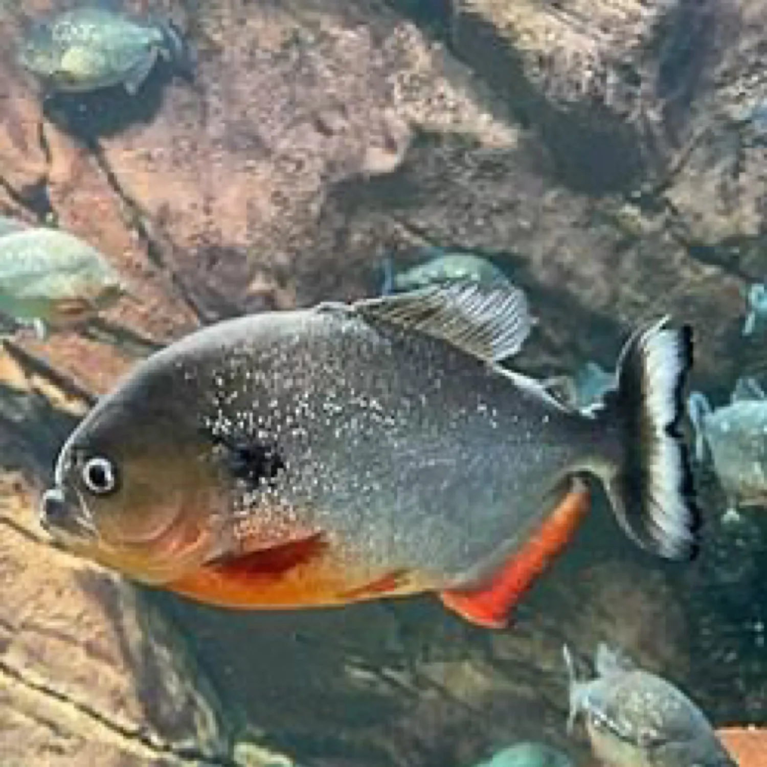 The most popular recent Black spot piranha catch on Fishbrain