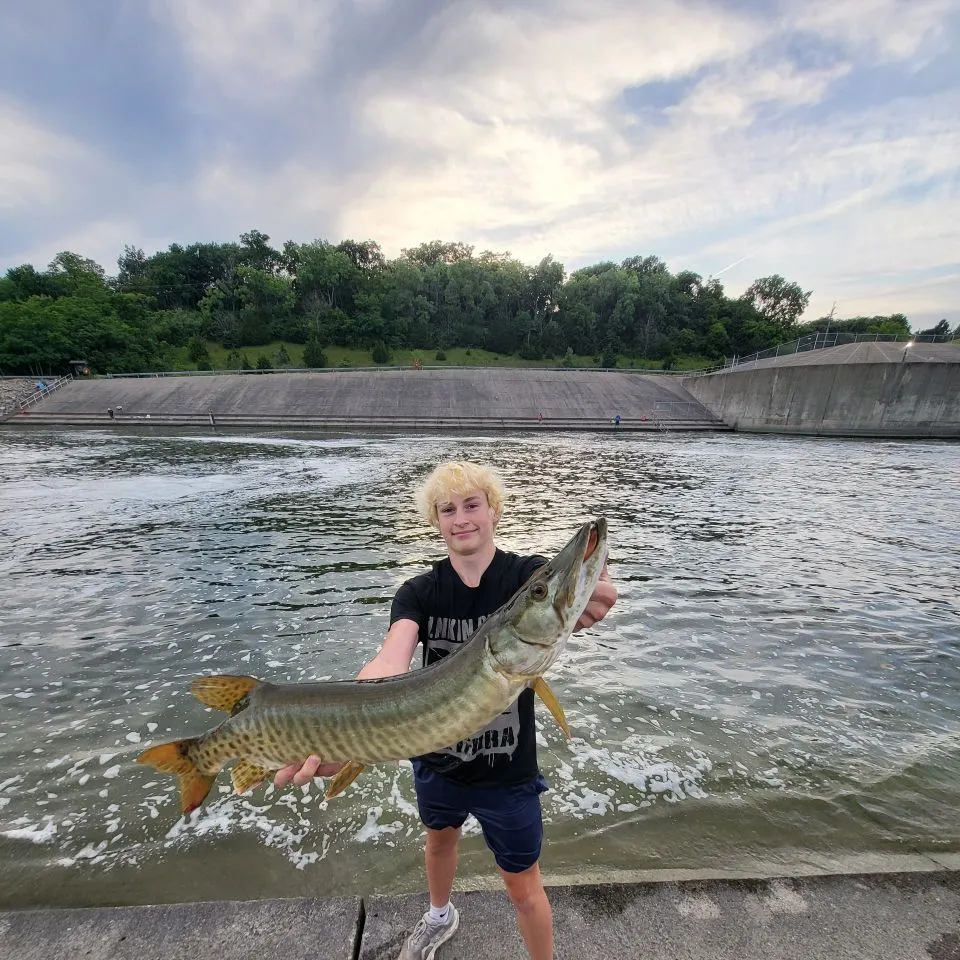 Muskie caught on Fishbrain