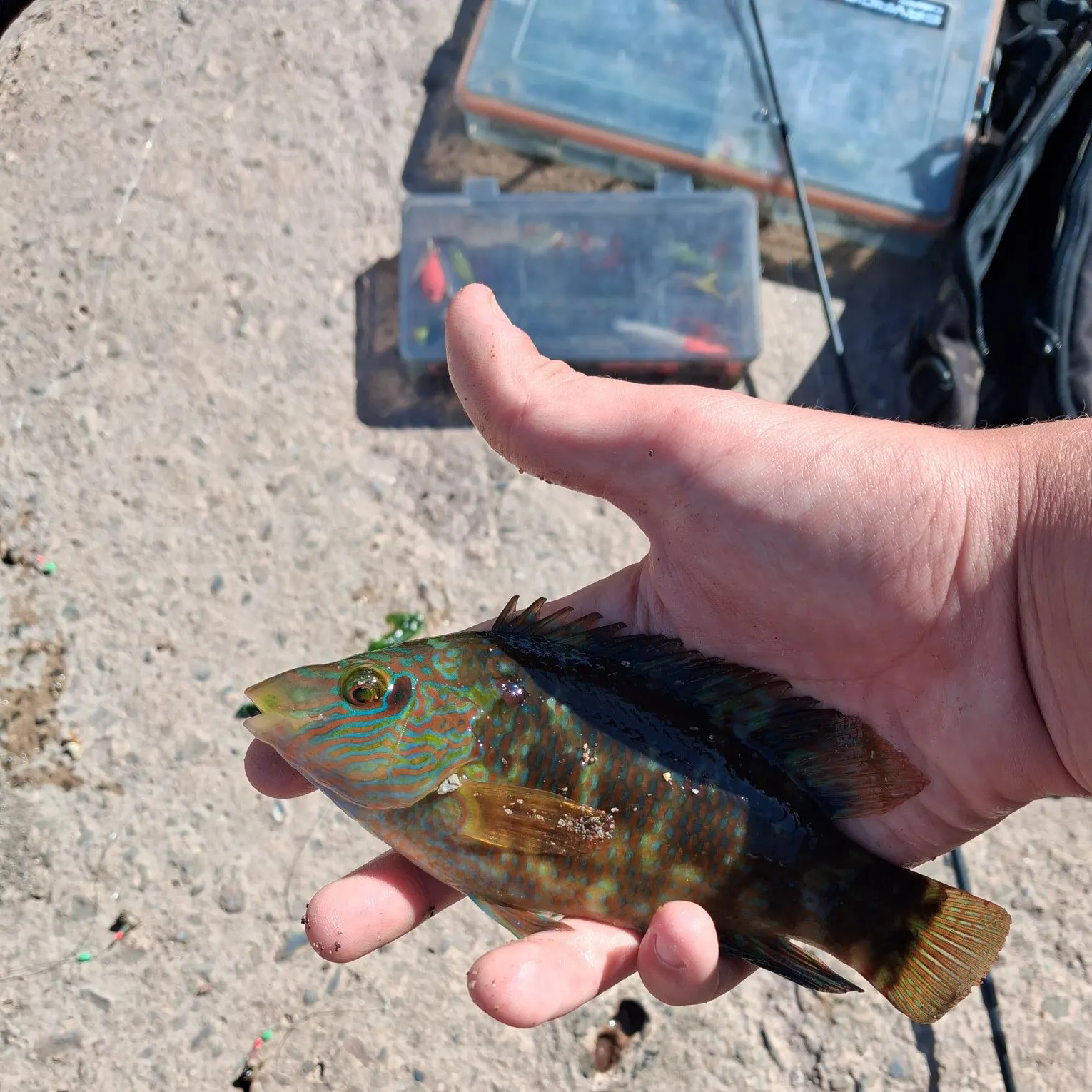 The most recent Corkwing wrasse catches on Fishbrain