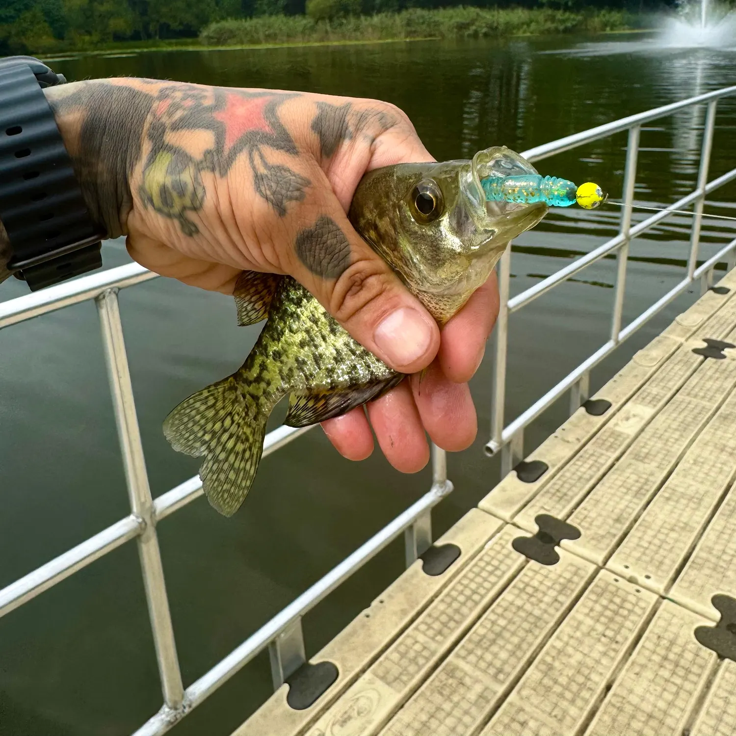 Black crappie caught on Fishbrain
