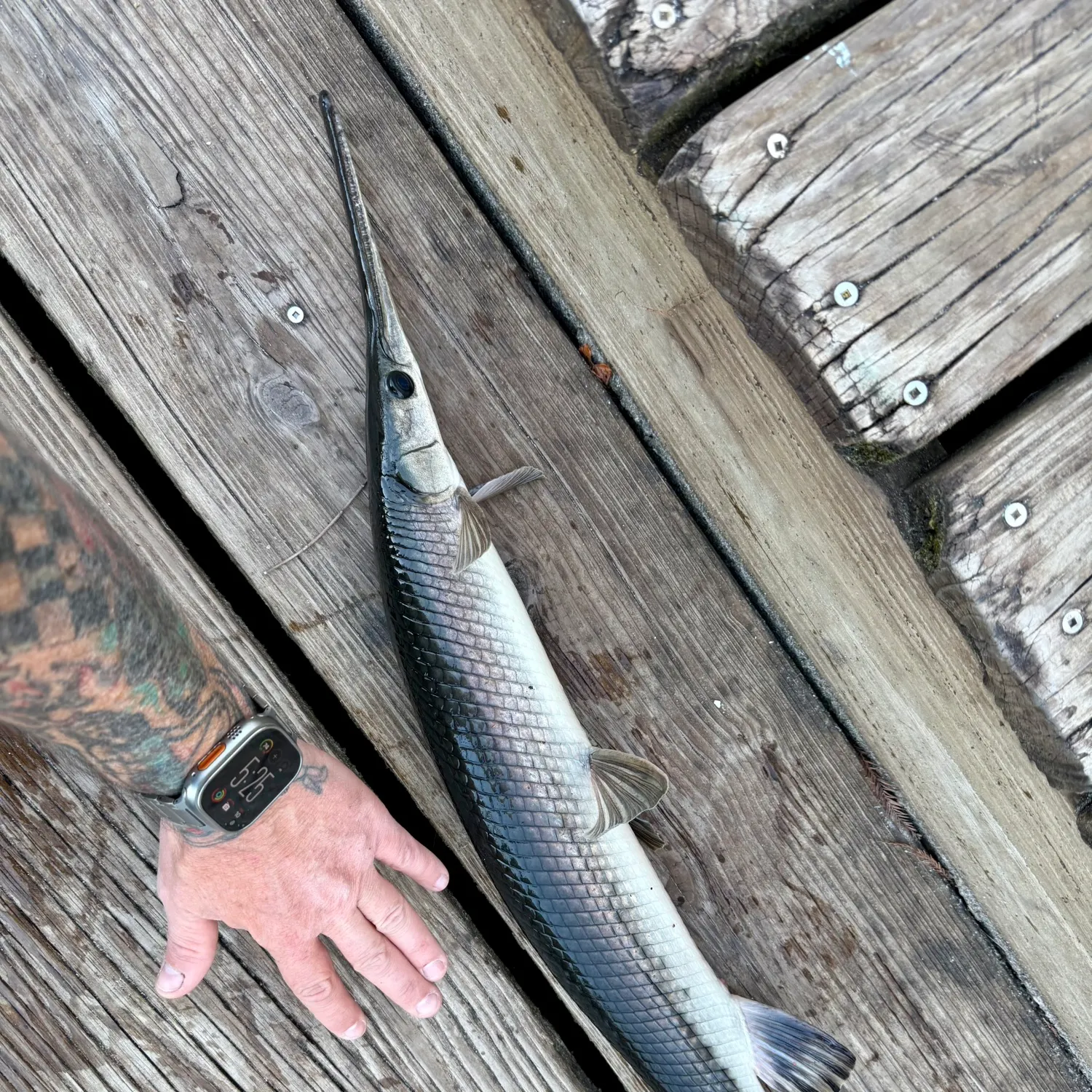 The most recent Spotted gar catches on Fishbrain