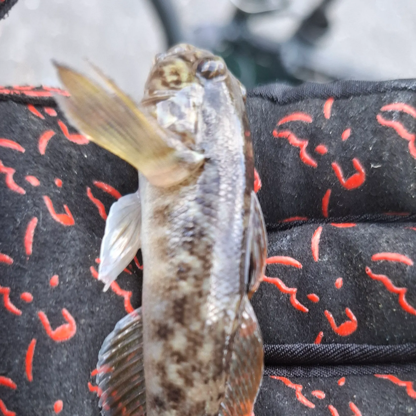 Round goby caught on Fishbrain