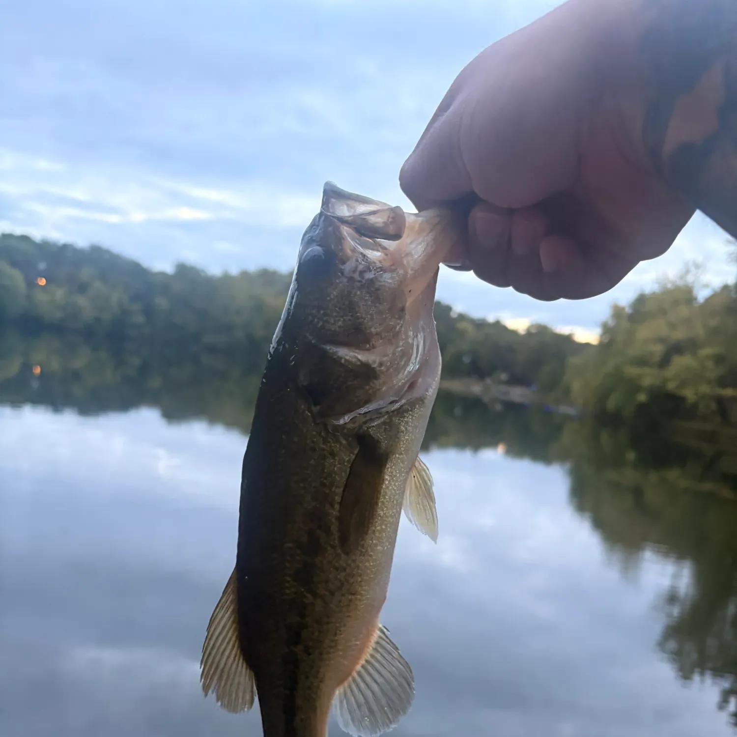 Largemouth bass caught on Fishbrain