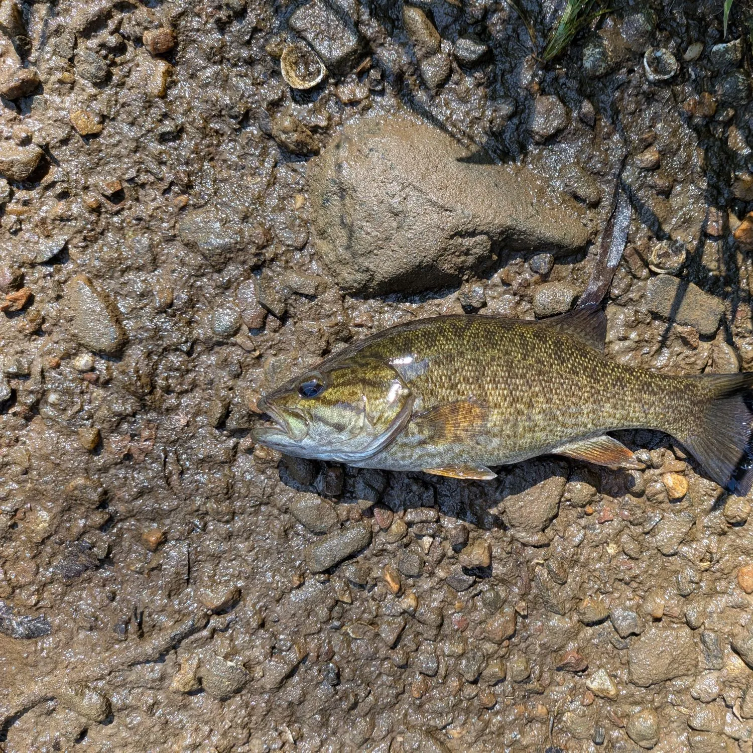 Smallmouth bass caught on Fishbrain
