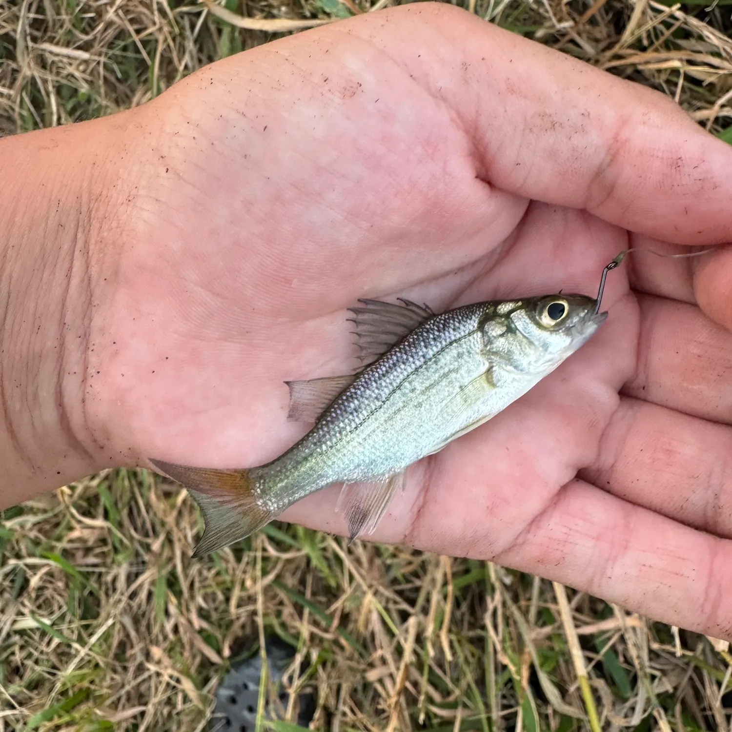 White bass caught on Fishbrain