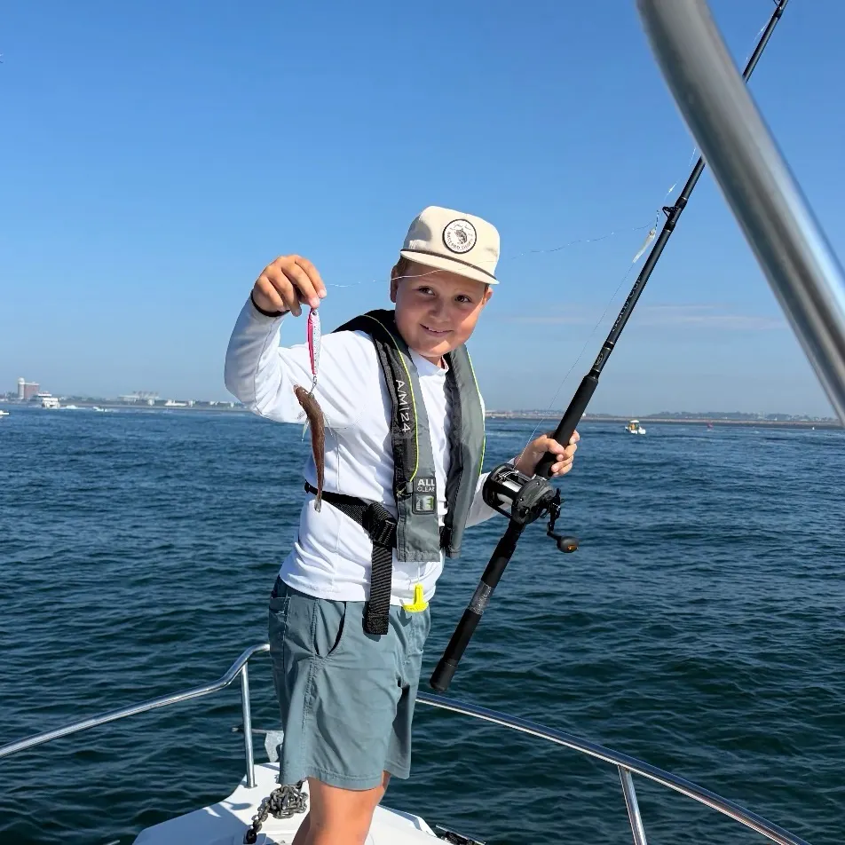The most recent Silver hake catches on Fishbrain
