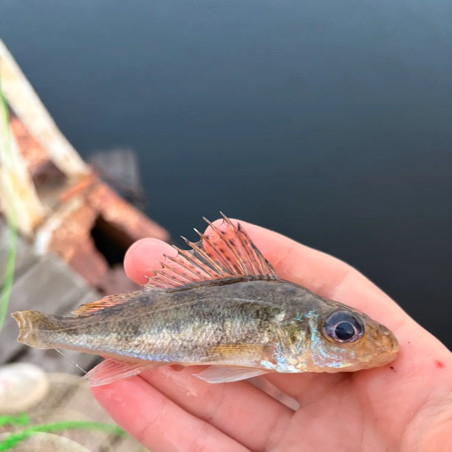 Eurasian ruffe caught on Fishbrain