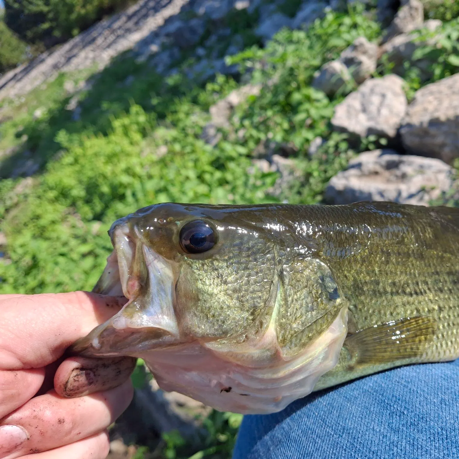Largemouth bass caught on Fishbrain