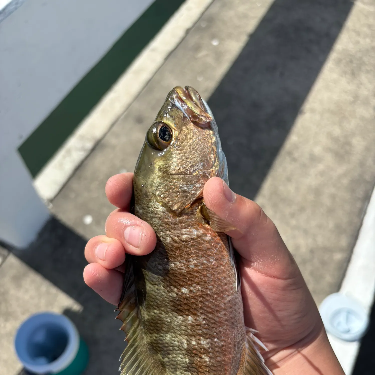 Mangrove snapper caught on Fishbrain