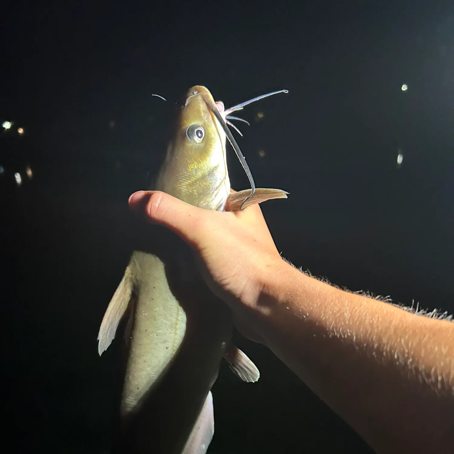 Channel catfish caught on Fishbrain