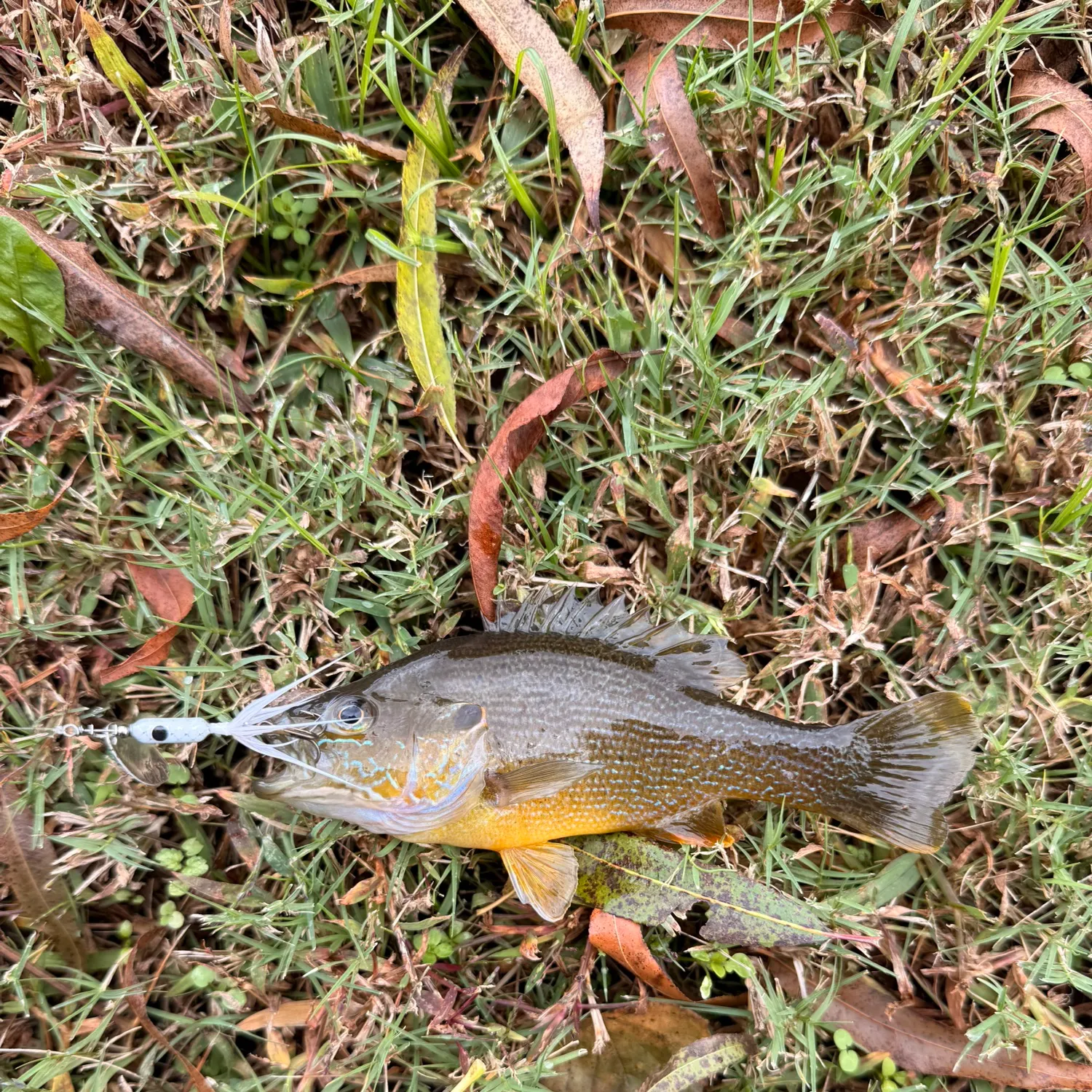 The most recent Green sunfish catches on Fishbrain