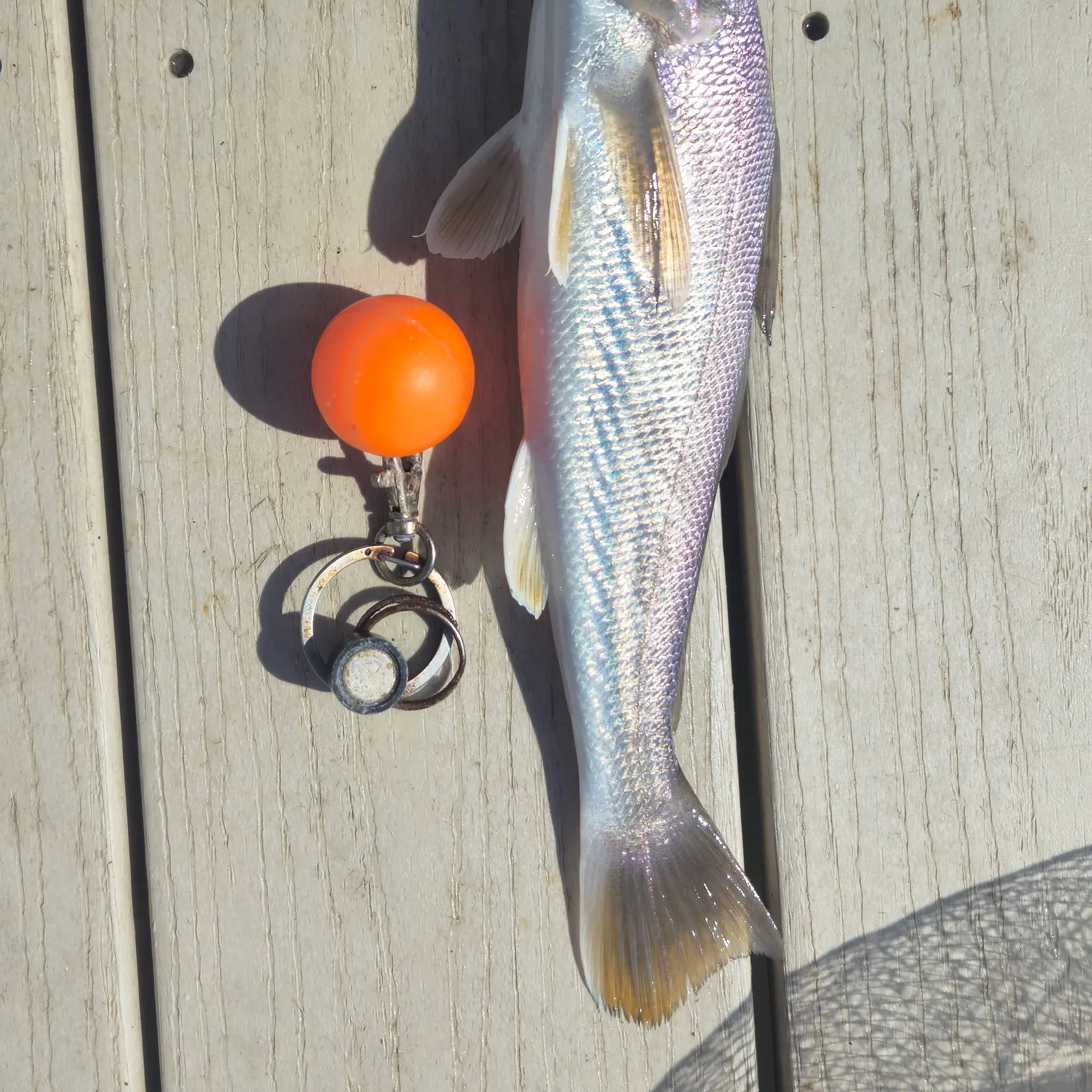 Southern kingcroaker caught on Fishbrain