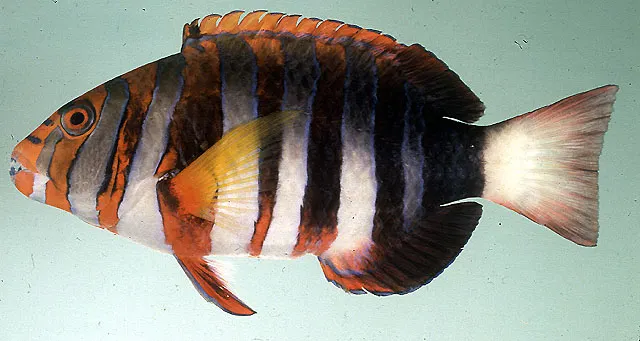 Harlequin tuskfish